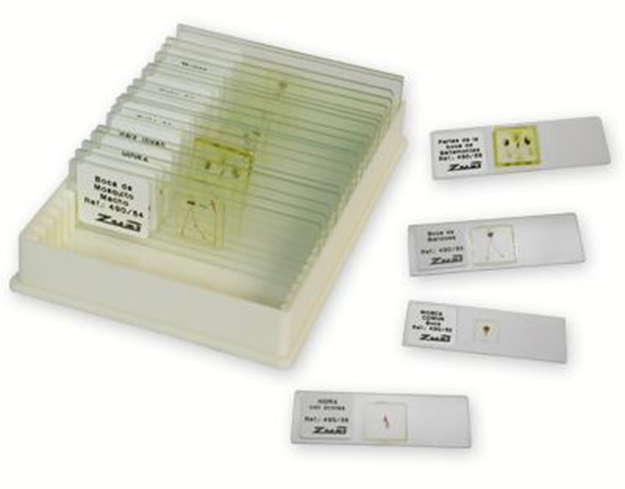 Colecciones microscópicas